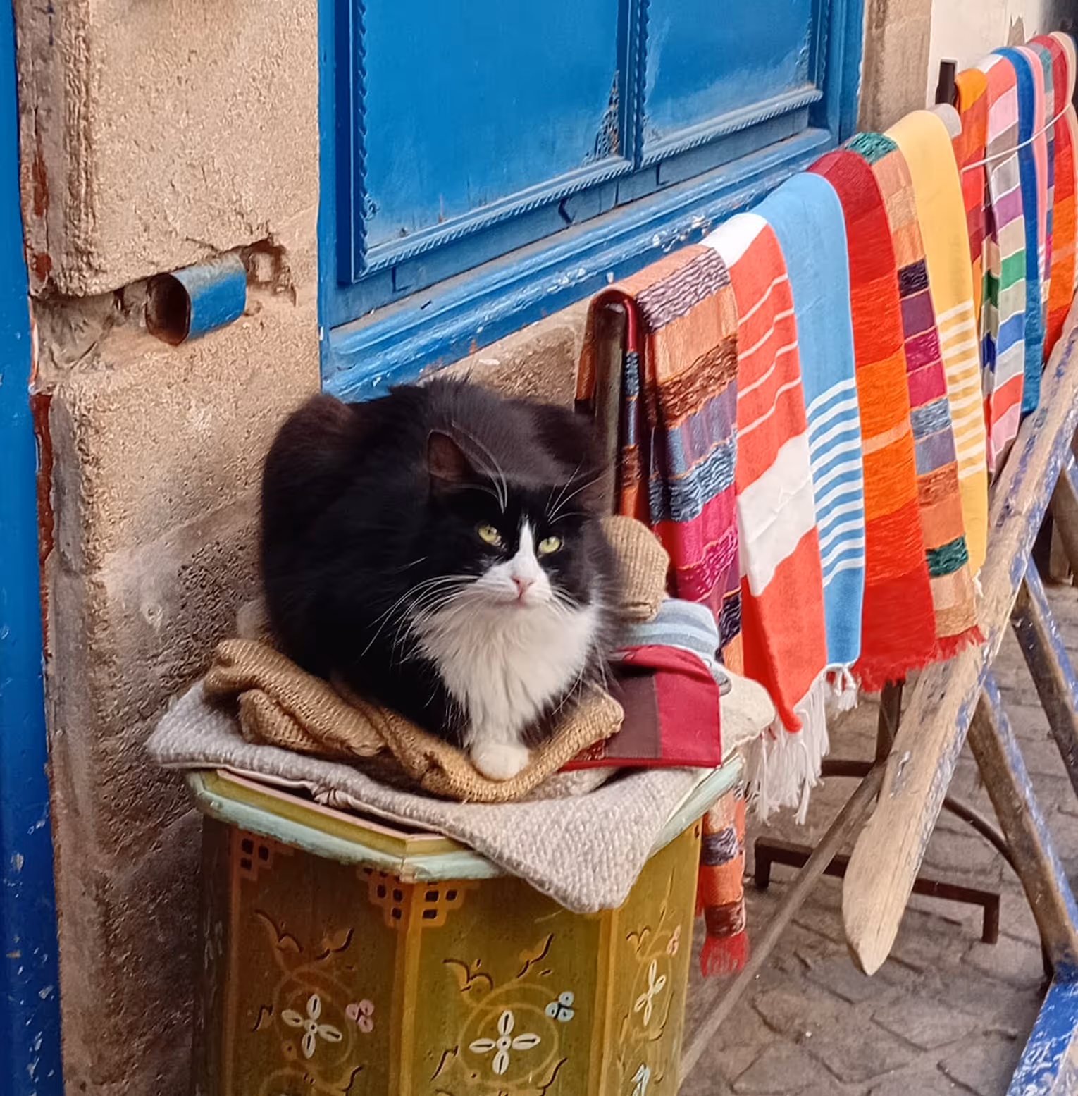A calm black and white cat resting on woven textiles against a traditional blue Moroccan door