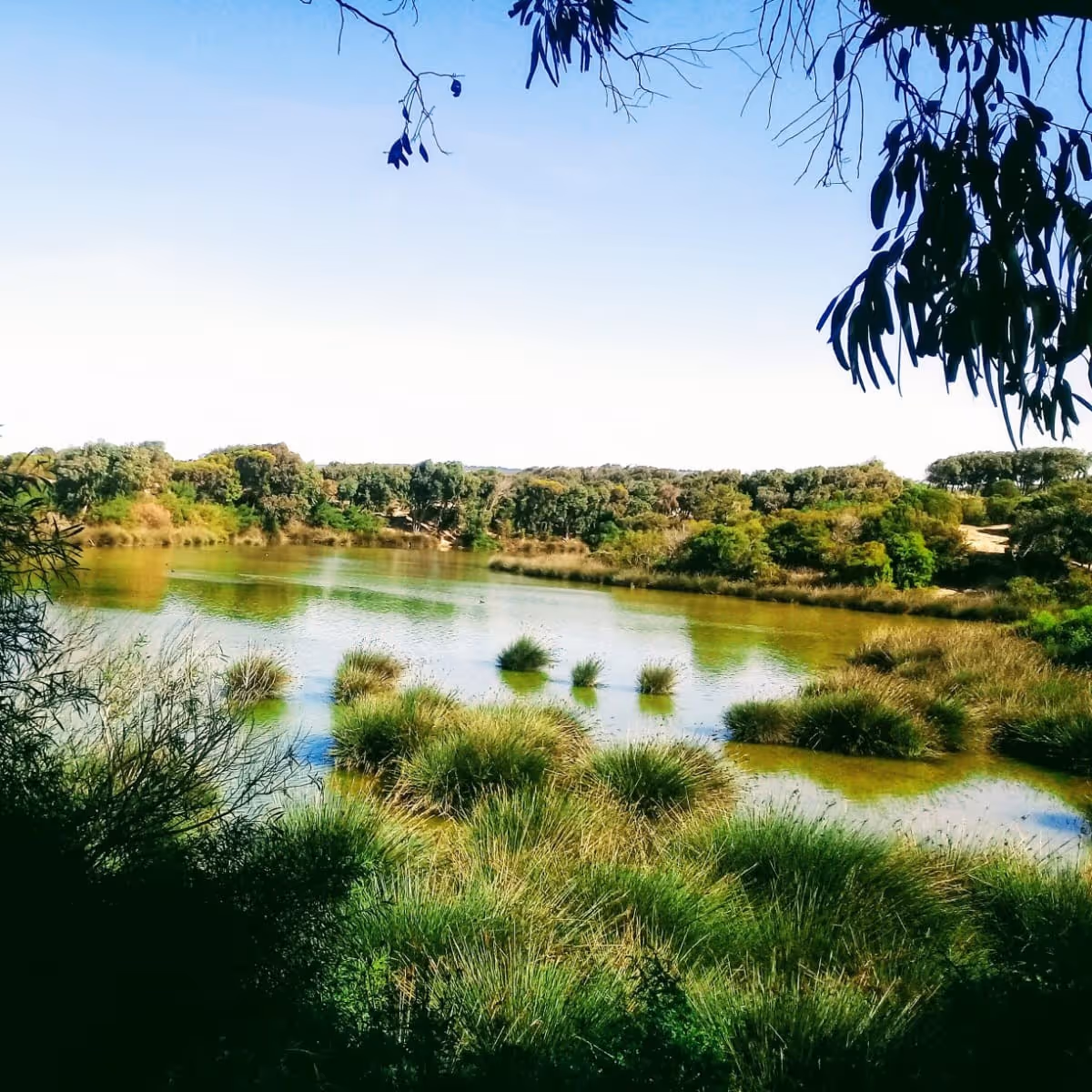 A lush green lagoon in the Essaouira countryside